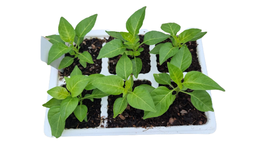 Birds Eye Hot Pepper 6 Pack Seedling Tray