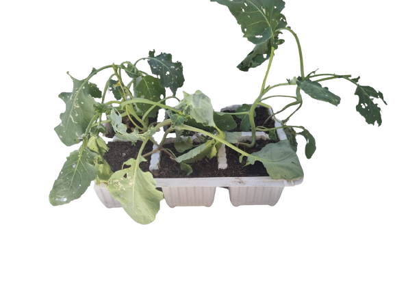 Broccoli - 6 Pack Seedling Tray