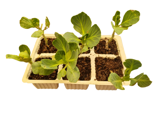 Cabbage Drumhead - 6 Pack Seedling Tray