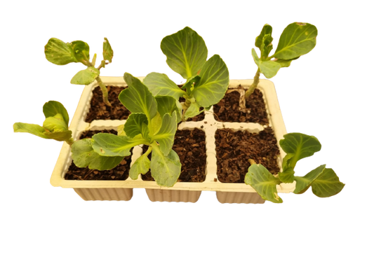Cabbage Drumhead - 6 Pack Seedling Tray