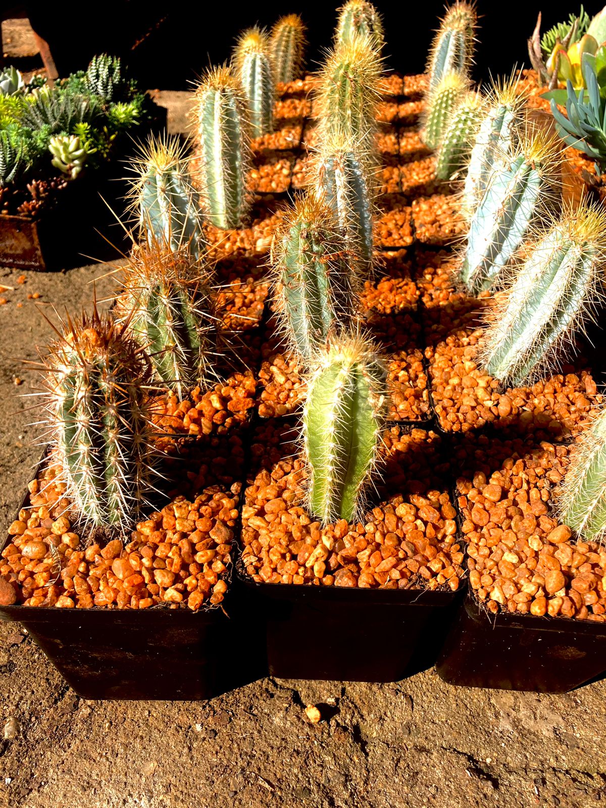 Cactus - 10cm Square (Assorted)