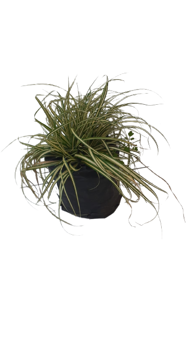 Carex Hachijoensis (Evergold) - 4L