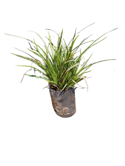 Carex Morrowii 1L