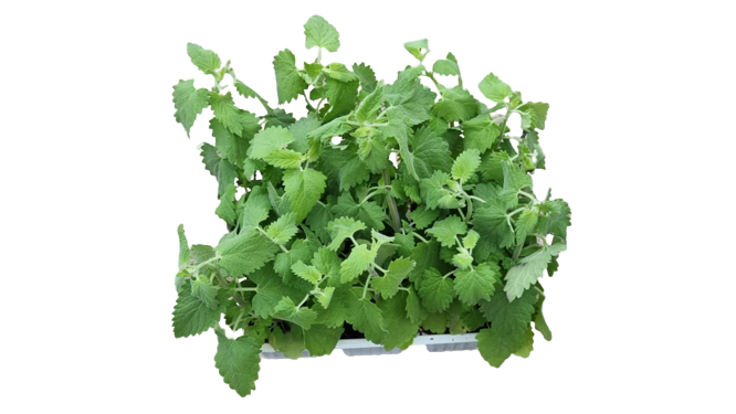 Catnip 6 pack Seedling Tray