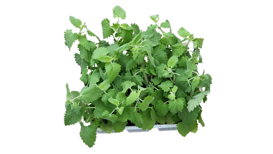Catnip 6 pack Seedling Tray