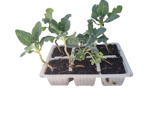 Cauliflower Snowball - 6 Pack Seedling Tray