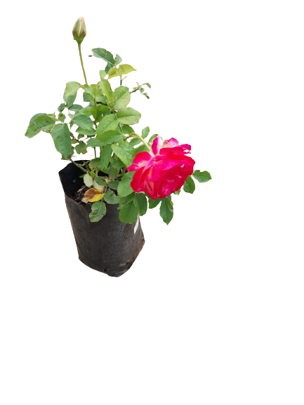 Double Delight Rose - 5L