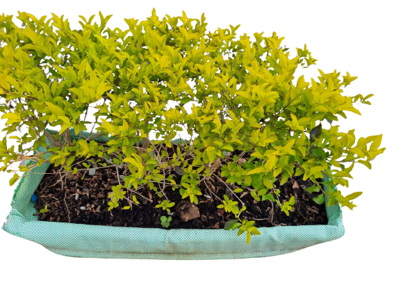 Duranta Gold (Sheena's Gold) Hedge 75x30cm