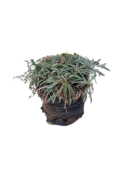 Dymondia margaretae - Various sizes