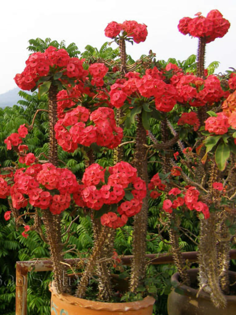 Euphorbia Milii Red 15cm