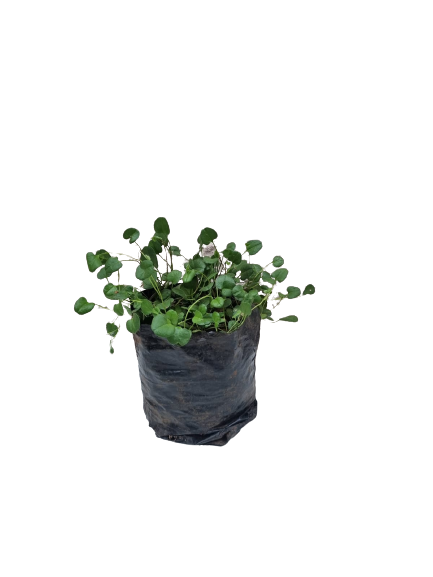 Falkia Repens 2L