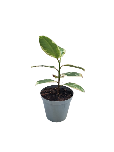Ficus Elastica 'Tineke' - 20cm