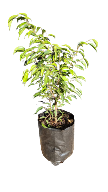 Ficus Benjamini- Lemon Lime 10L