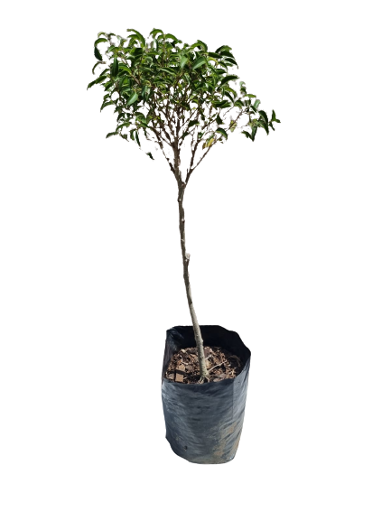 Ficus Rosenout STD - 10L