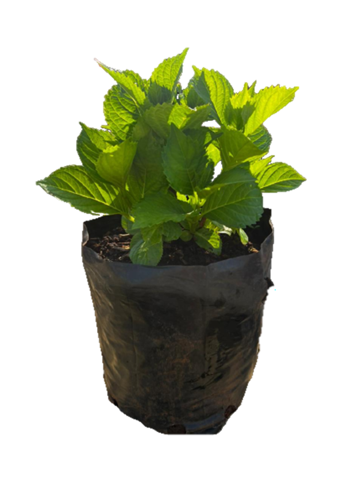 Hydrangea Assorted - 4L