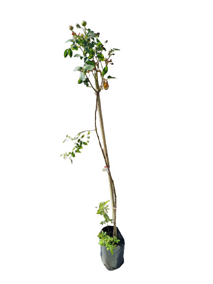 Iceberg Rose Standard Tall - 5L