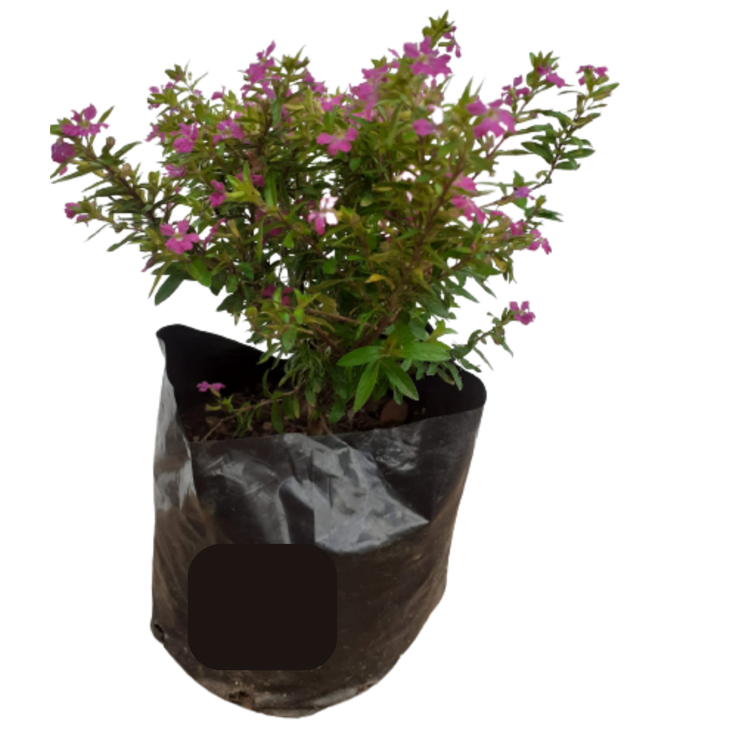 Cuphea Pink - 2,5L