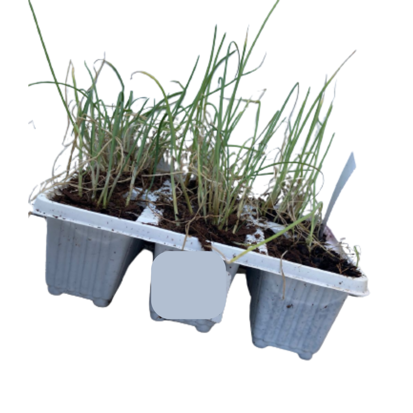 Onion Australian Brown - 6 Pack Seedling Tray