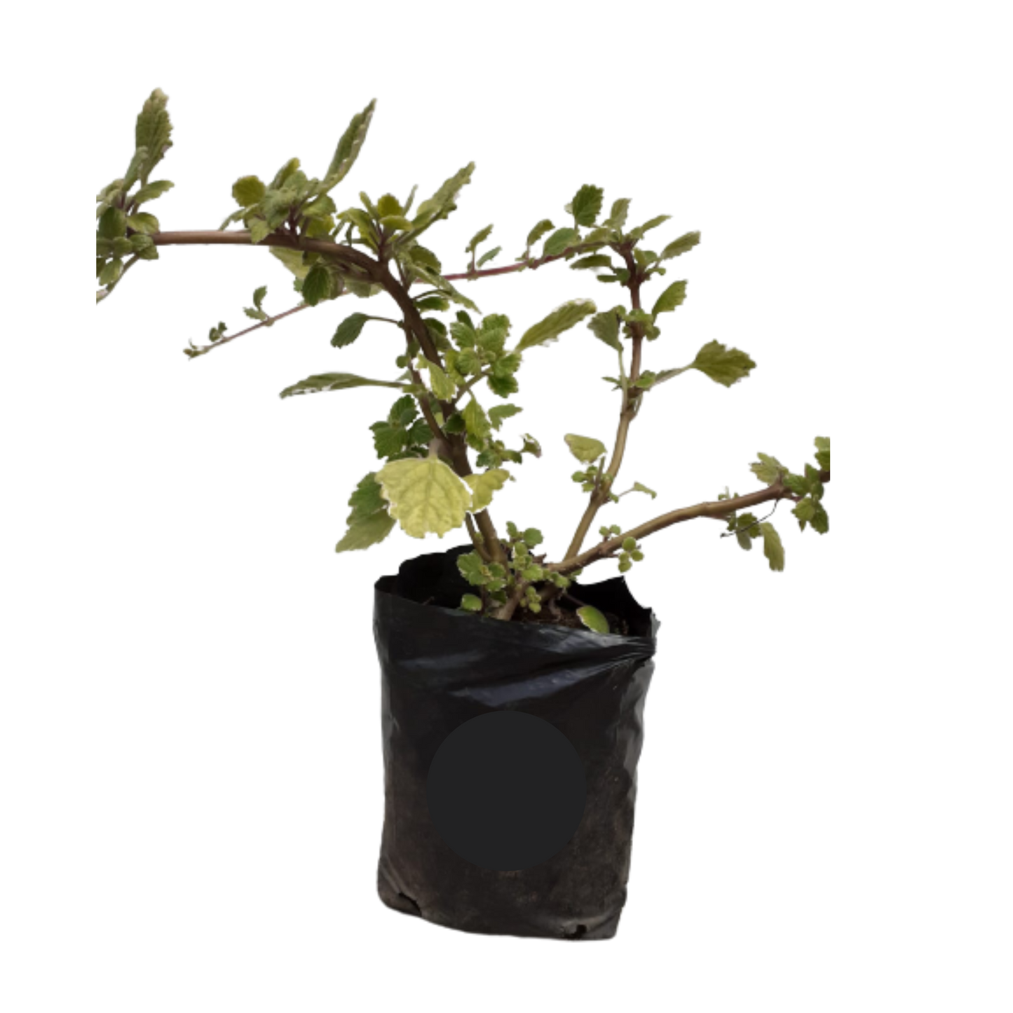 Plectractar Variegated Various Sizes