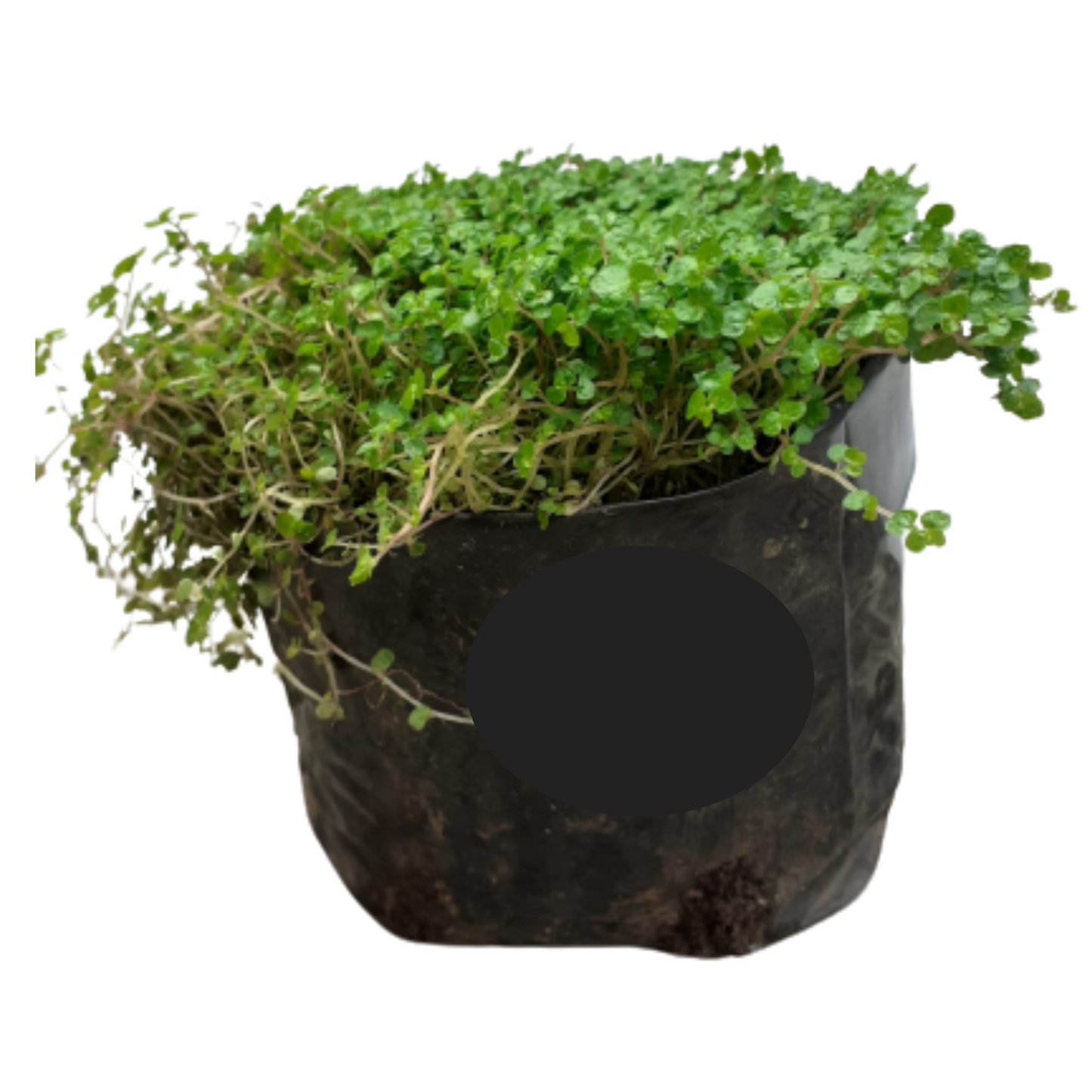 Soleirolia soleirolii (Peace in Home) 4L