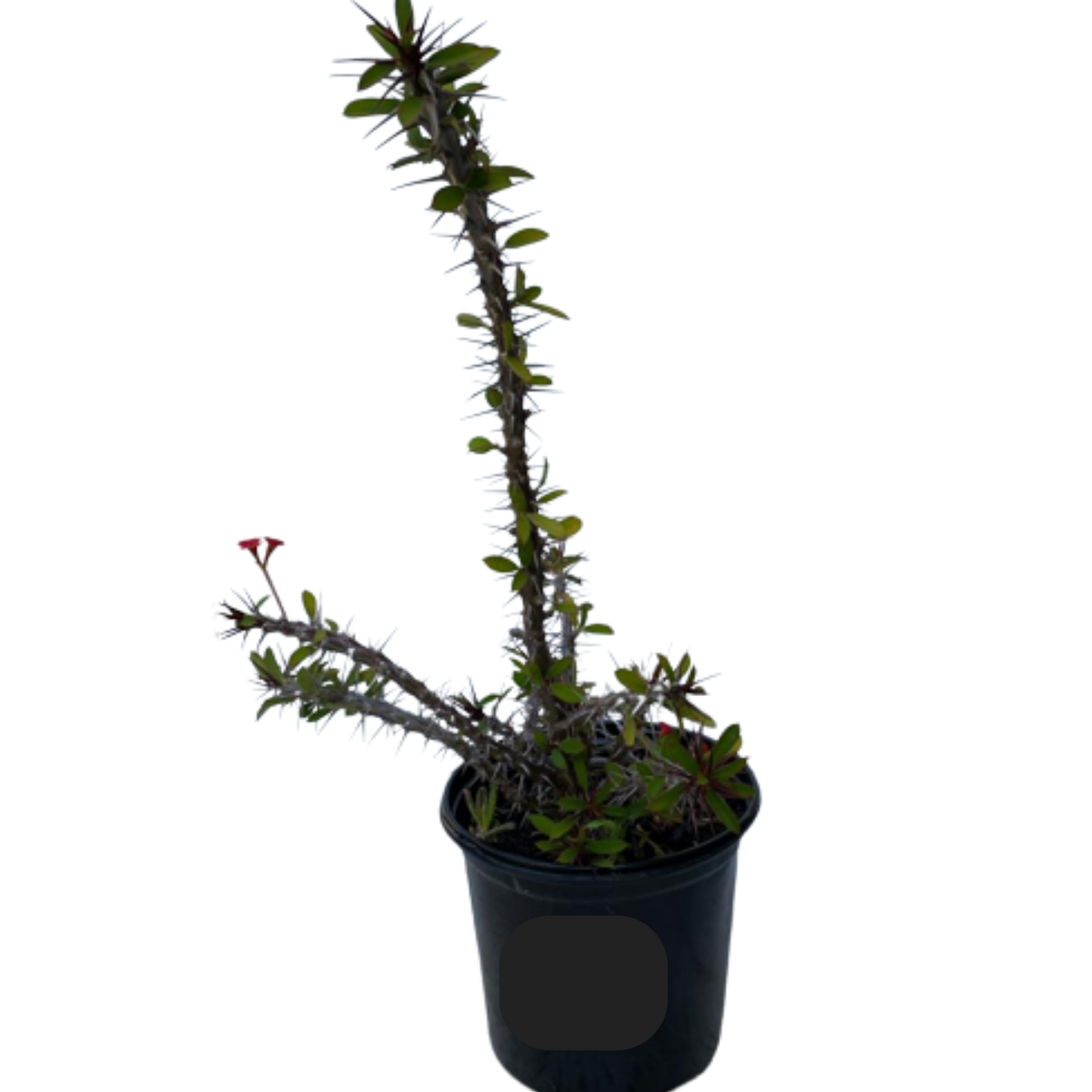 Euphorbia Milii Red 15cm