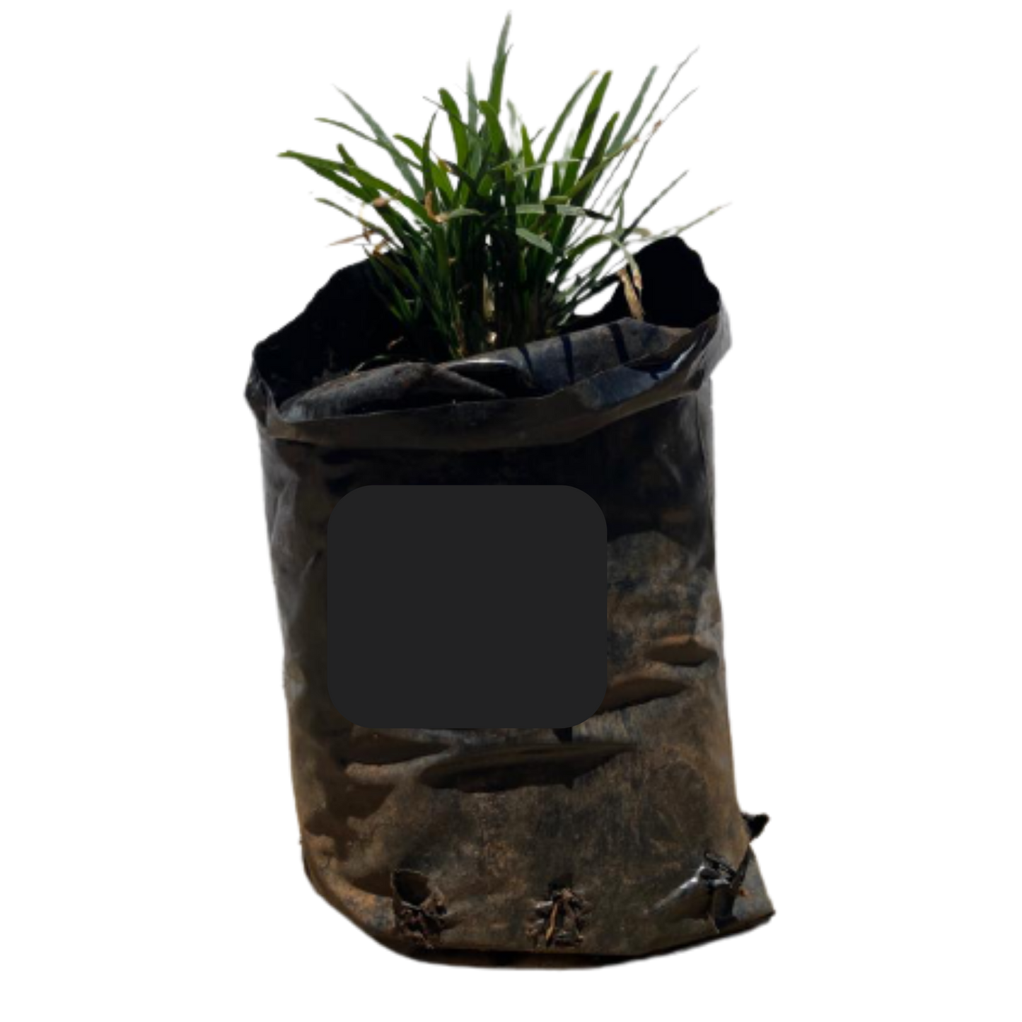 Ophiopogon Dwarf Mondo Grass - 1L