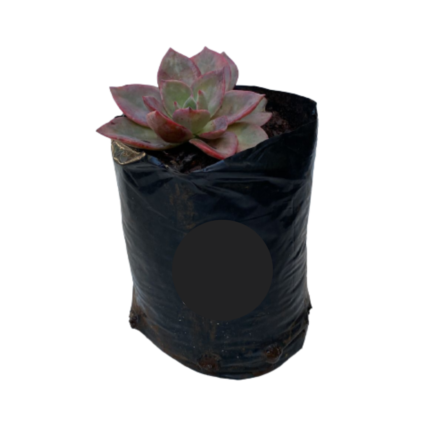 Echeveria Pink - 1L