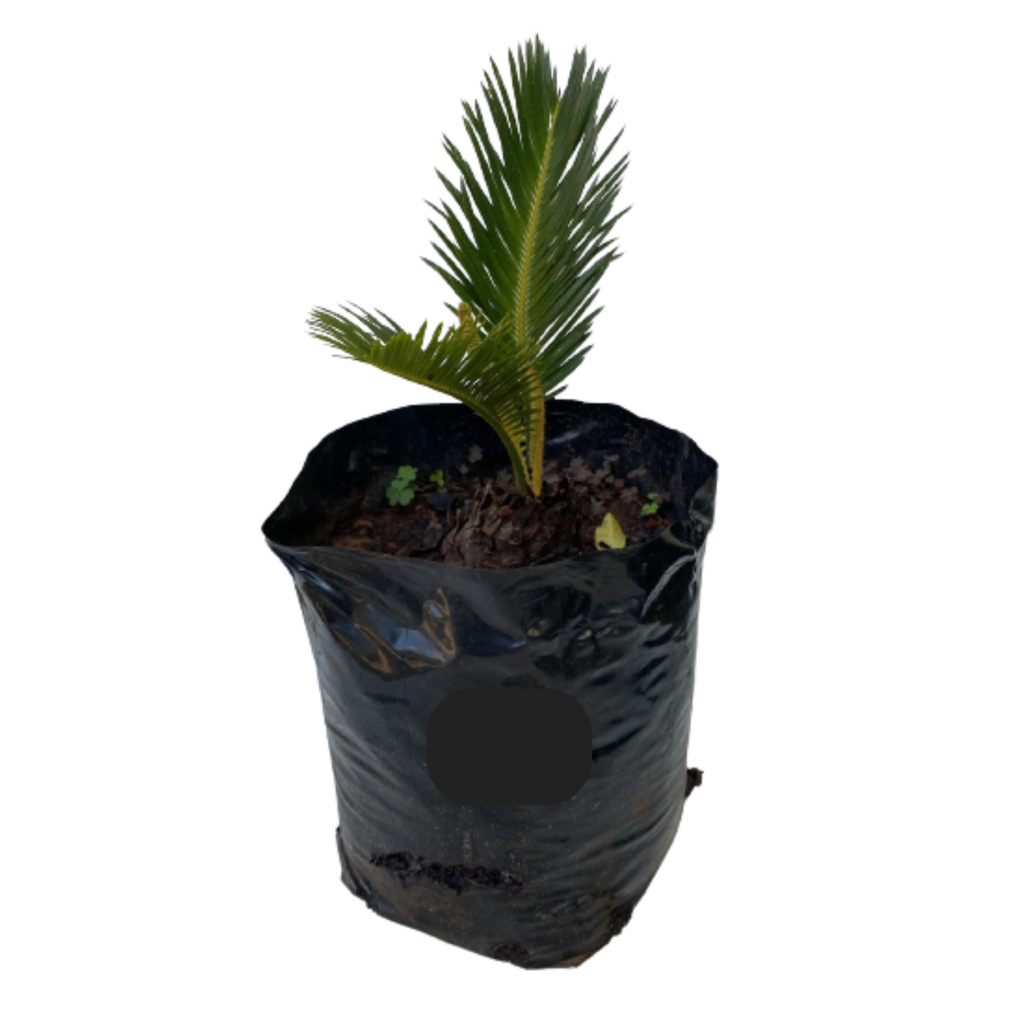 Cycas Revoluta (Sago Palm) Various Sizes