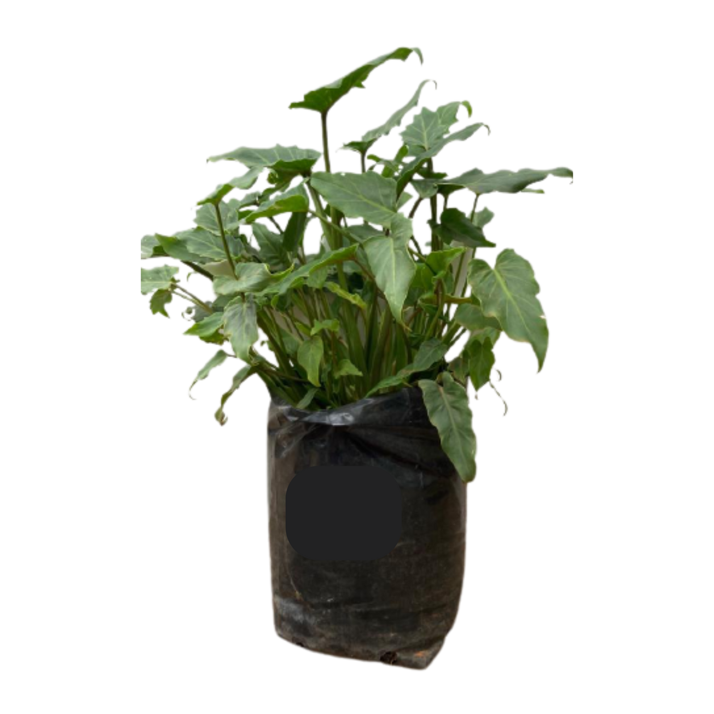 Philodendron Xanadu 10Lt