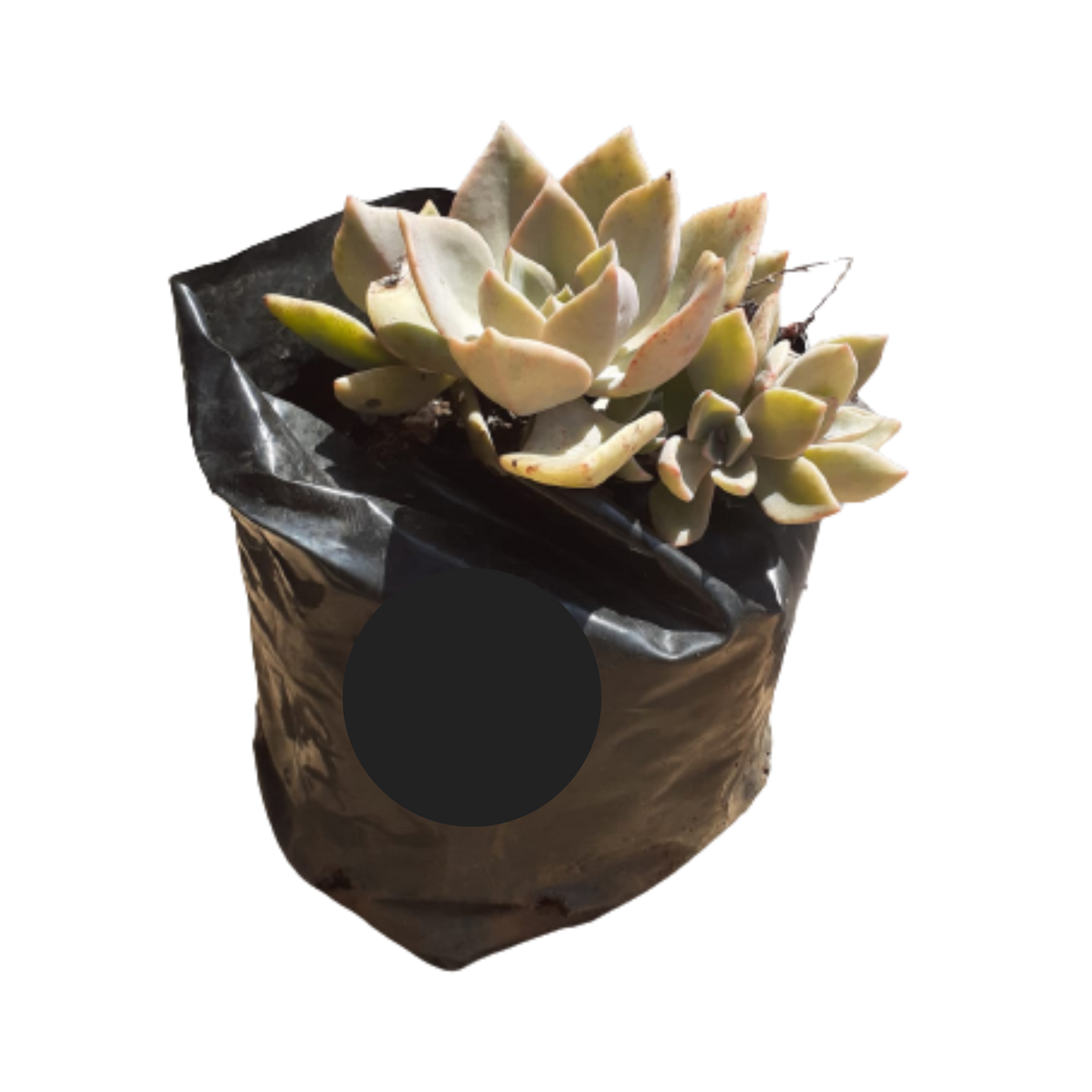 Echeveria Succulent (Rock Rose) - Various Colours 1L