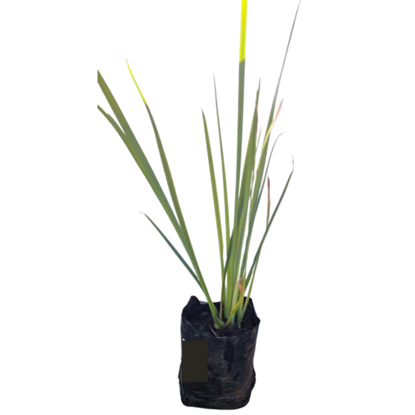 Dietes Yellow