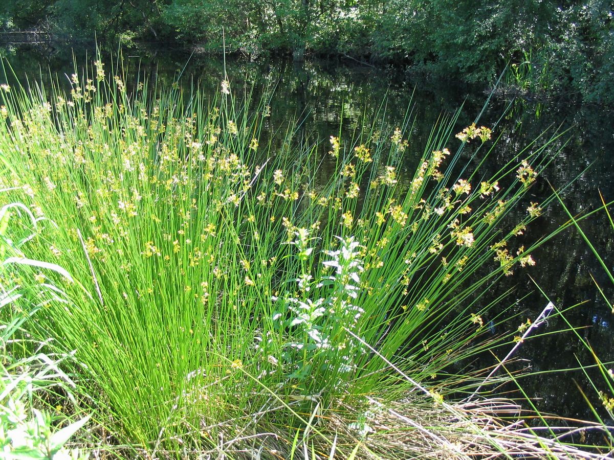 Juncus Effusus 4L