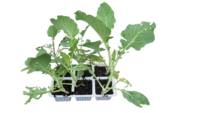 Kale Chou Moellier 6 Pack Seedling Tray