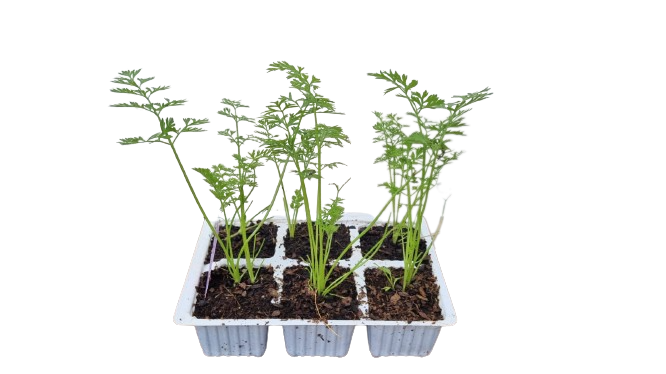 Karoo Carrots 6 Pack Seedling Tray