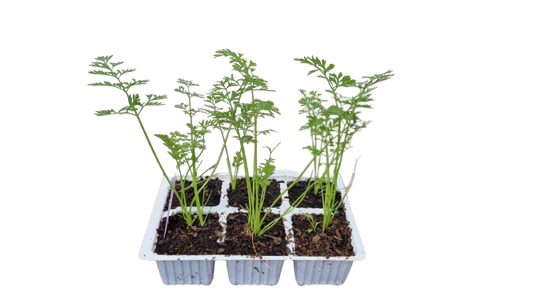 Karoo Carrots 6 Pack Seedling Tray