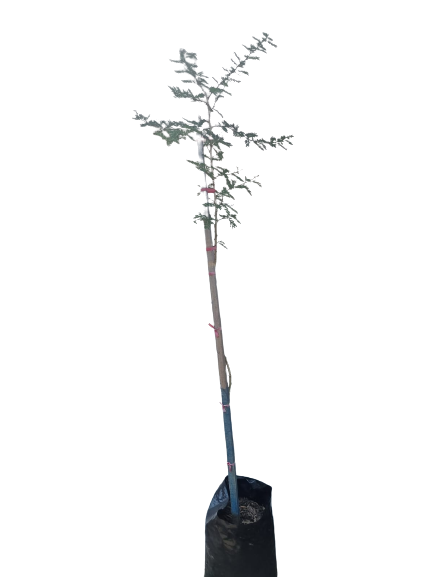 Acacia Xanthophloea (Vachellia Xanthophloea/Koorsboom) 20L