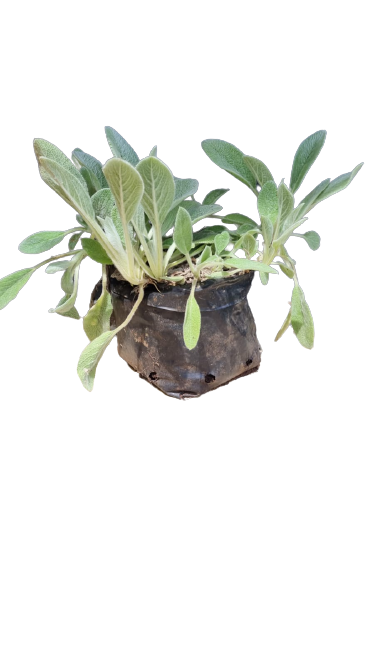 Stachys Byzantina (Lamb's ear) - 2L