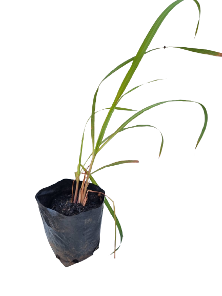 Cymbopogon Citratus Lemon Grass - 2.5L