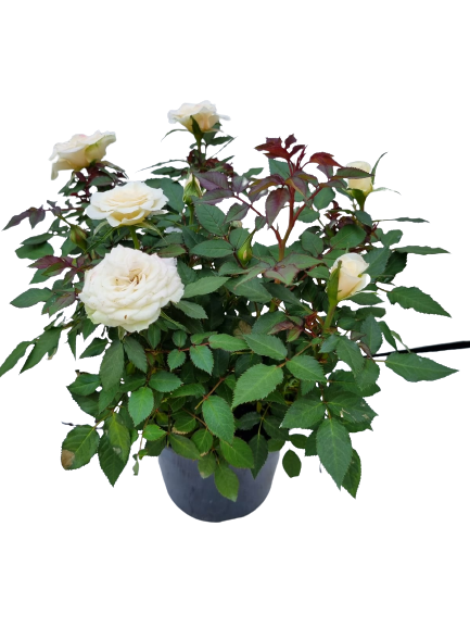 Leanora Rose Assorted - 14cm
