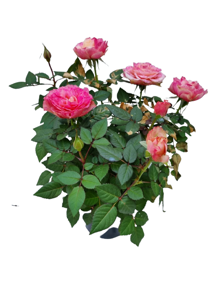 Leanora Rose Assorted - 14cm