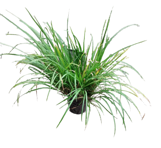Herb - Licorice Grass 15cm