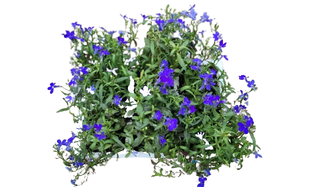 Lobelia 6 Pack Seedling Tray