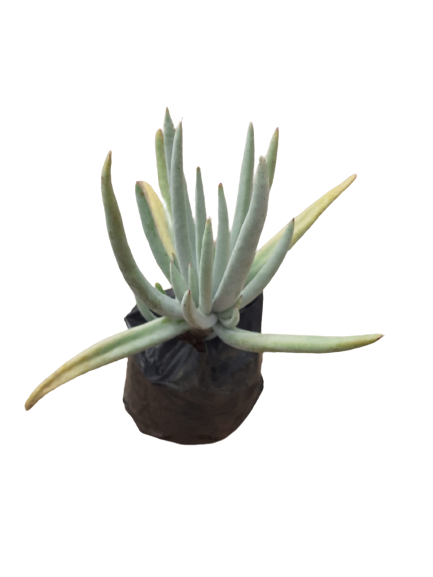 Sedum Pachyphyllum (Many fingers) Large Succulent 2L