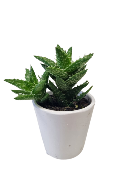 Succulent in Milan Ceramic 6cm - Assorted