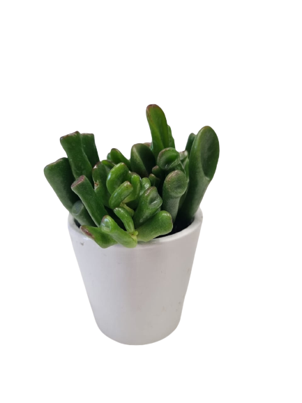 Succulent in Milan Ceramic 6cm - Assorted