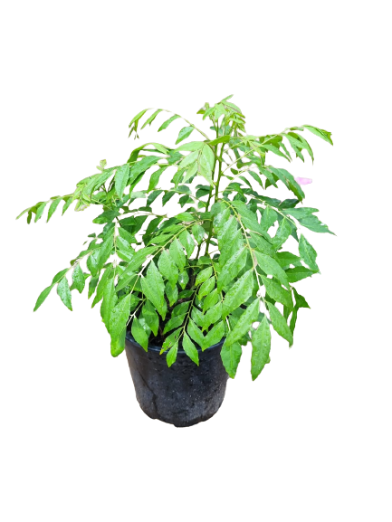 Murraya Koenigii (Curry leaf) 19cm