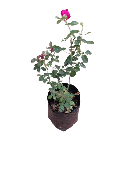Oklahoma Rose - 5L
