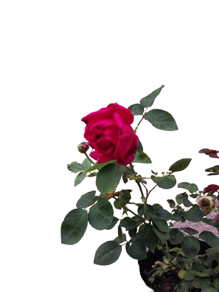 Oklahoma Rose - 5L