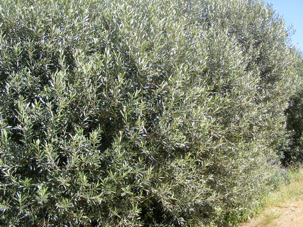Olea Africana (wild Olive ) 20 lt