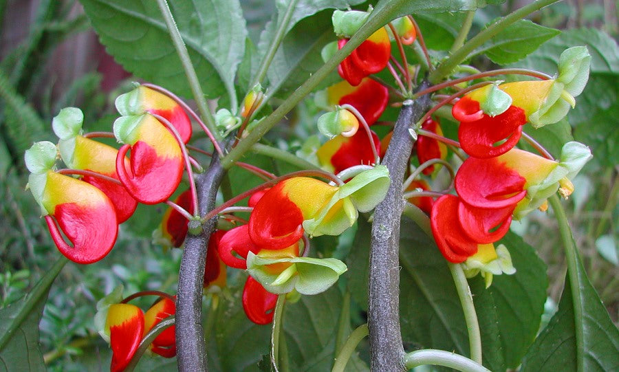 Impatiens 'Parrot Beak' - 15cm